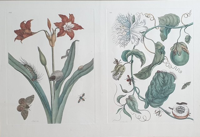 Maria Sibylla MERIEN, Baskı / edisyon, 45 × 65 cm